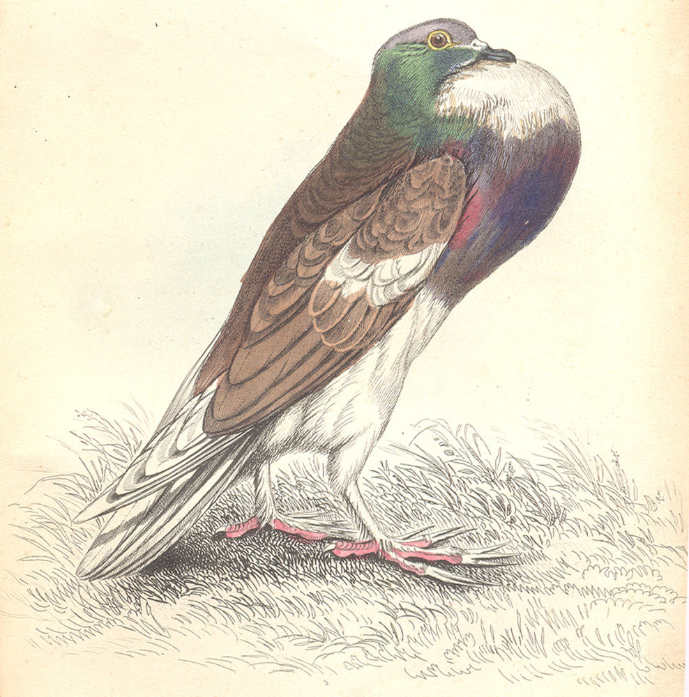 BIRDS. Columba Livia, Var, Gutturosa. Prideaux John Selby 1835 old print